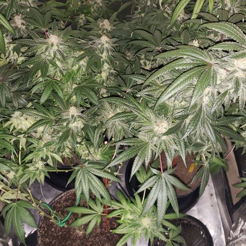 SB3.7 growlog timeline photo