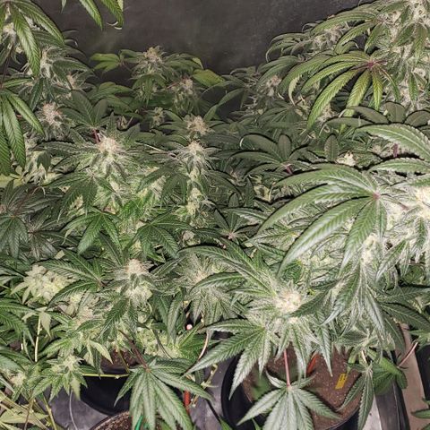 SB3.7 growlog timeline photo