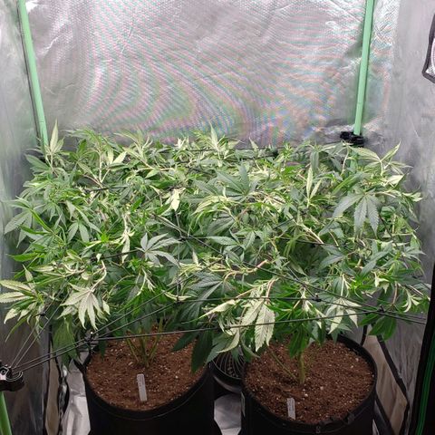 Zkittles Glue growlog timeline photo
