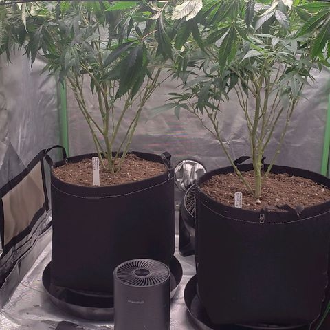 Zkittles Glue growlog timeline photo