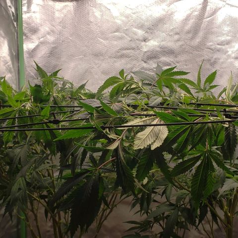 Zkittles Glue growlog timeline photo