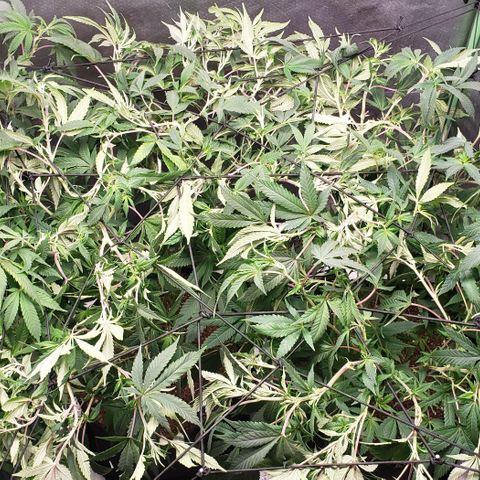 Zkittles Glue growlog timeline photo