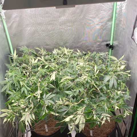 Zkittles Glue growlog timeline photo