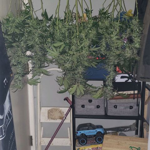 SB3.7 growlog timeline photo