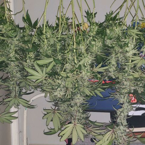 SB3.7 growlog timeline photo