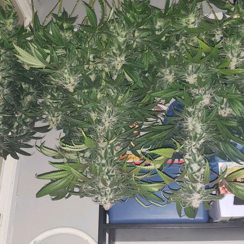 SB3.7 growlog timeline photo