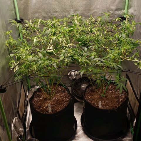 Zkittles Glue growlog timeline photo