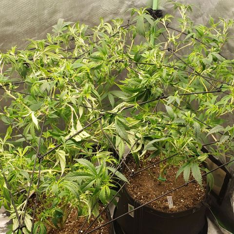 Zkittles Glue growlog timeline photo