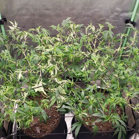 Zkittles Glue growlog timeline photo