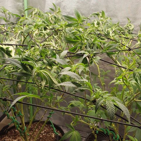 Zkittles Glue growlog timeline photo