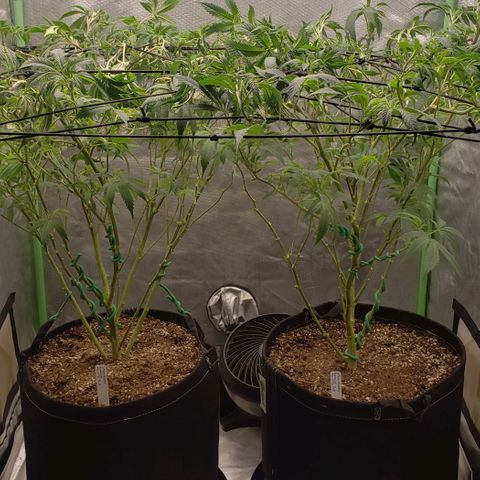 Zkittles Glue growlog timeline photo