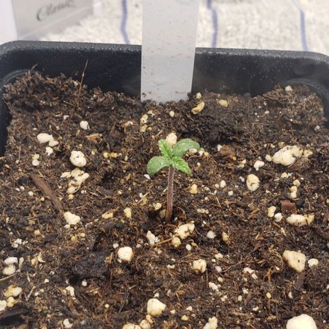 Zkittles Glue growlog timeline photo