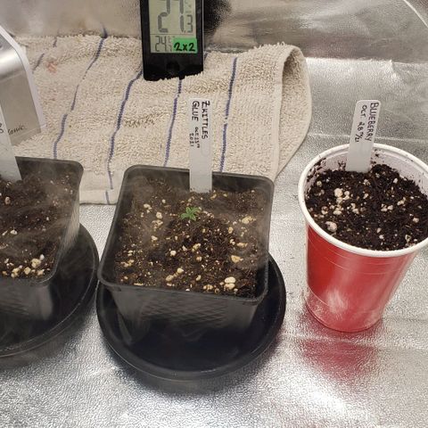 Zkittles Glue growlog timeline photo