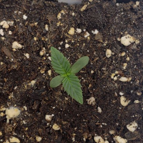 Zkittles Glue growlog timeline photo