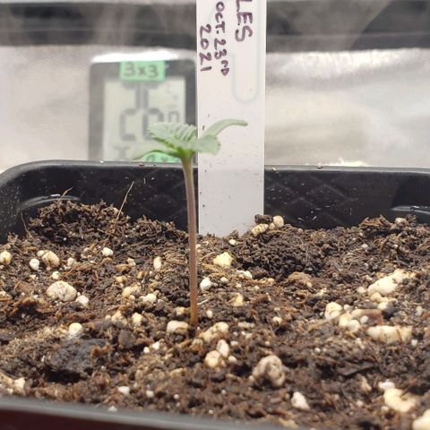 Zkittles Glue growlog timeline photo