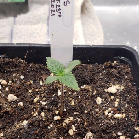 Zkittles Glue growlog timeline photo