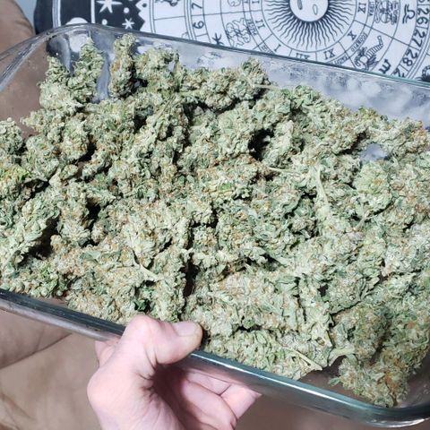 SB3.7 growlog photo: Total from all 3 plants