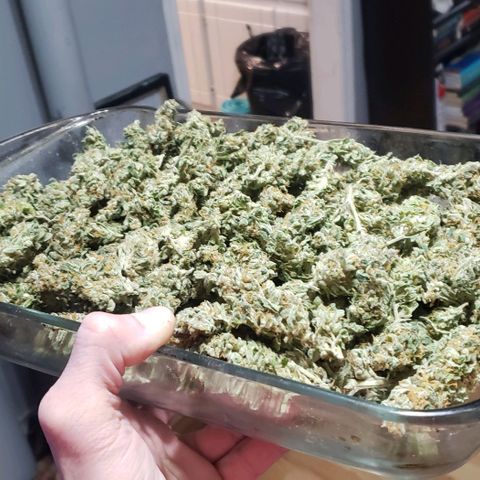 SB3.7 growlog photo: Total from all 3 plants