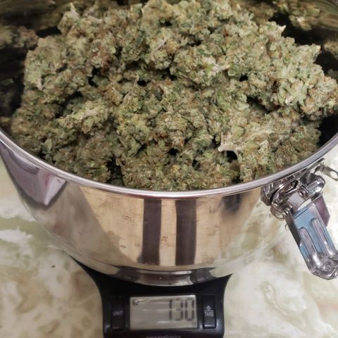 SB3.7 growlog photo: Total from all 3 plants