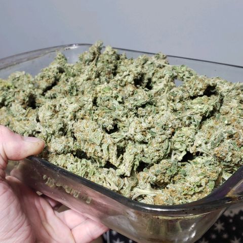 SB3.7 growlog photo: Total from all 3 plants