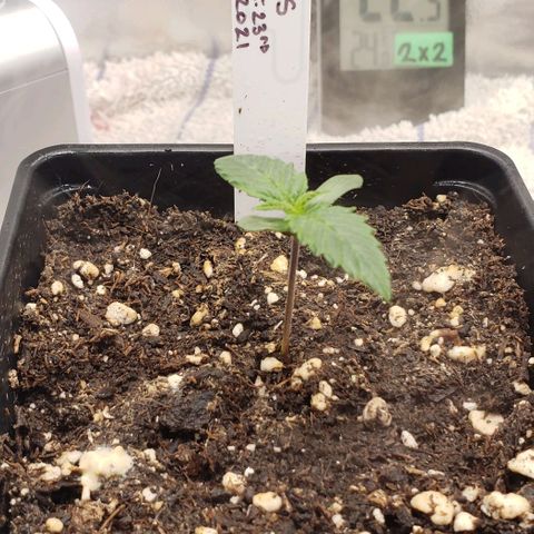 Zkittles Glue growlog timeline photo