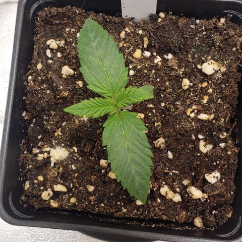 Zkittles Glue growlog timeline photo
