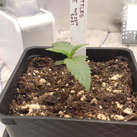 Zkittles Glue growlog timeline photo