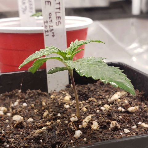 Zkittles Glue growlog timeline photo