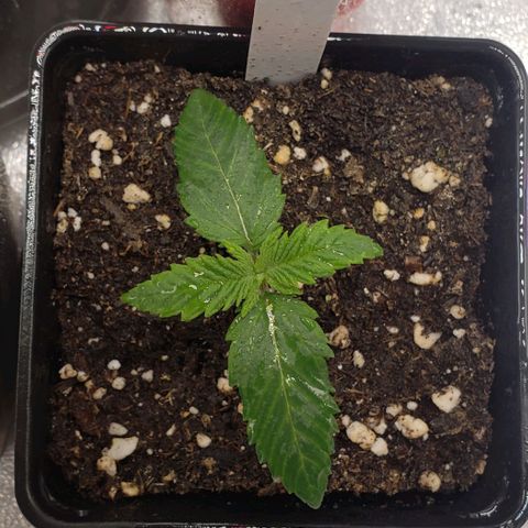 Zkittles Glue growlog timeline photo