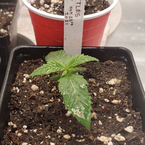 Zkittles Glue growlog timeline photo