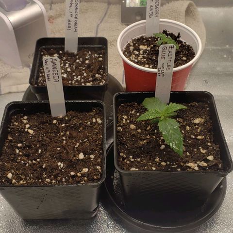 Zkittles Glue growlog timeline photo