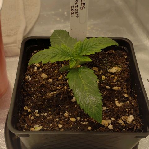 Zkittles Glue growlog timeline photo