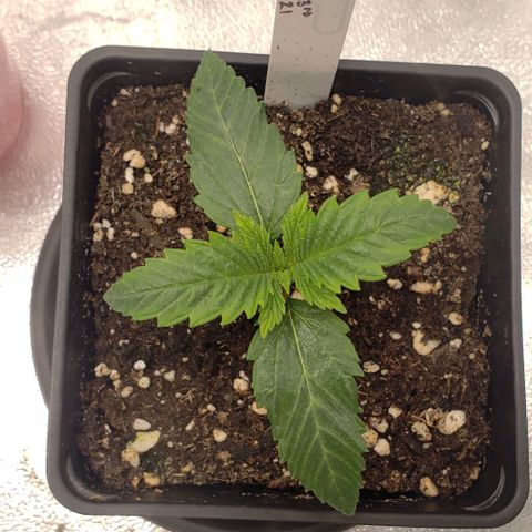Zkittles Glue growlog timeline photo