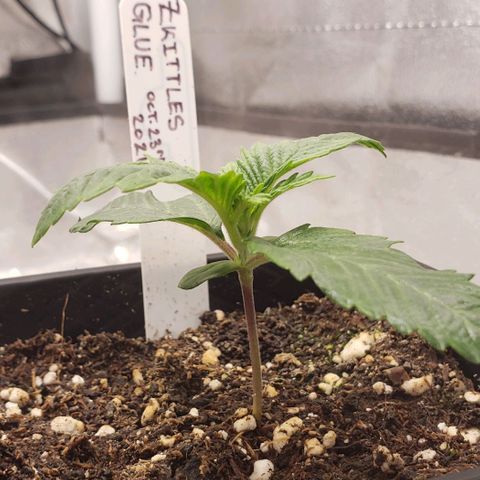 Zkittles Glue growlog timeline photo