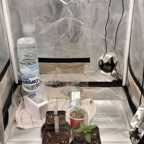 Zkittles Glue growlog timeline photo