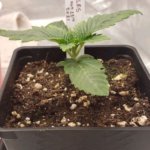 Zkittles Glue growlog timeline photo