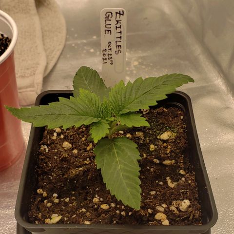 Zkittles Glue growlog timeline photo