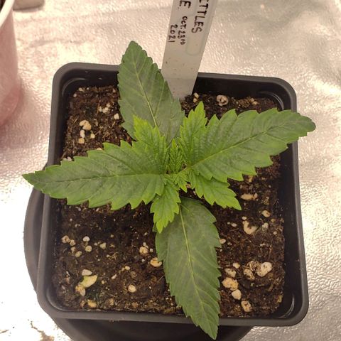 Zkittles Glue growlog timeline photo