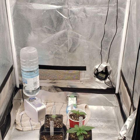 Zkittles Glue growlog timeline photo