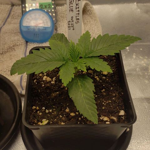 Zkittles Glue growlog timeline photo