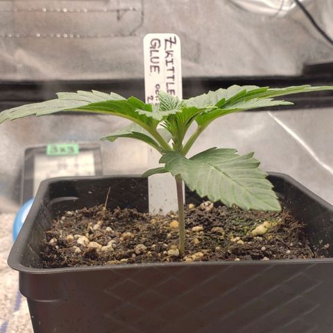 Zkittles Glue growlog timeline photo