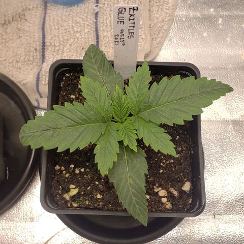 Zkittles Glue growlog timeline photo