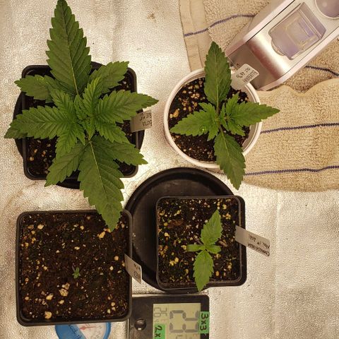 Zkittles Glue growlog timeline photo