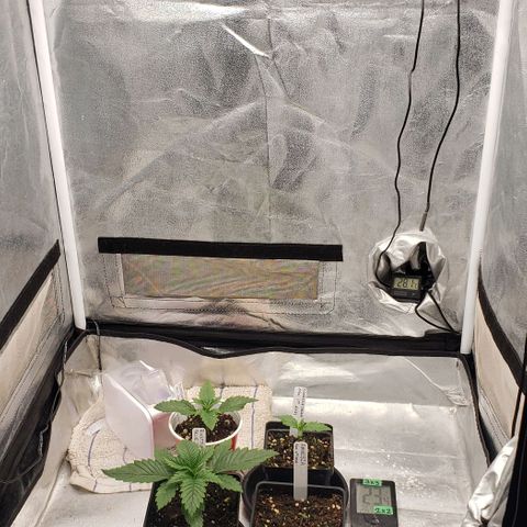 Zkittles Glue growlog timeline photo
