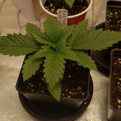 Zkittles Glue growlog timeline photo