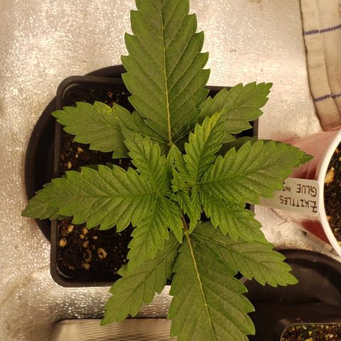 Zkittles Glue growlog timeline photo