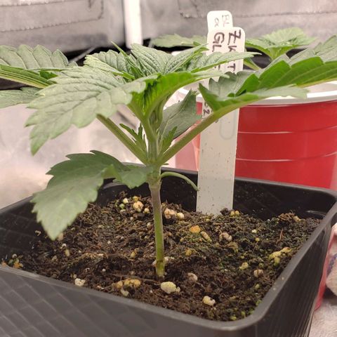 Zkittles Glue growlog timeline photo