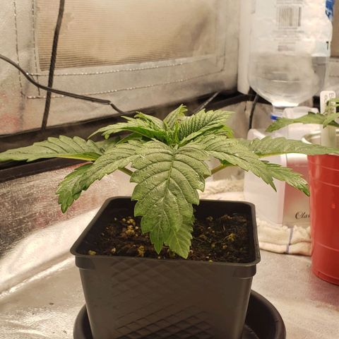 Zkittles Glue growlog timeline photo