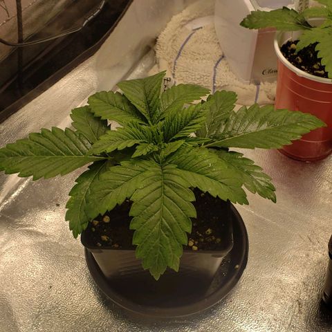 Zkittles Glue growlog timeline photo