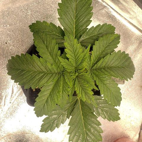 Zkittles Glue growlog timeline photo